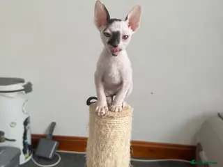 Cornish Rex cats for sale: Beautiful kittens one girl left - Advert 1