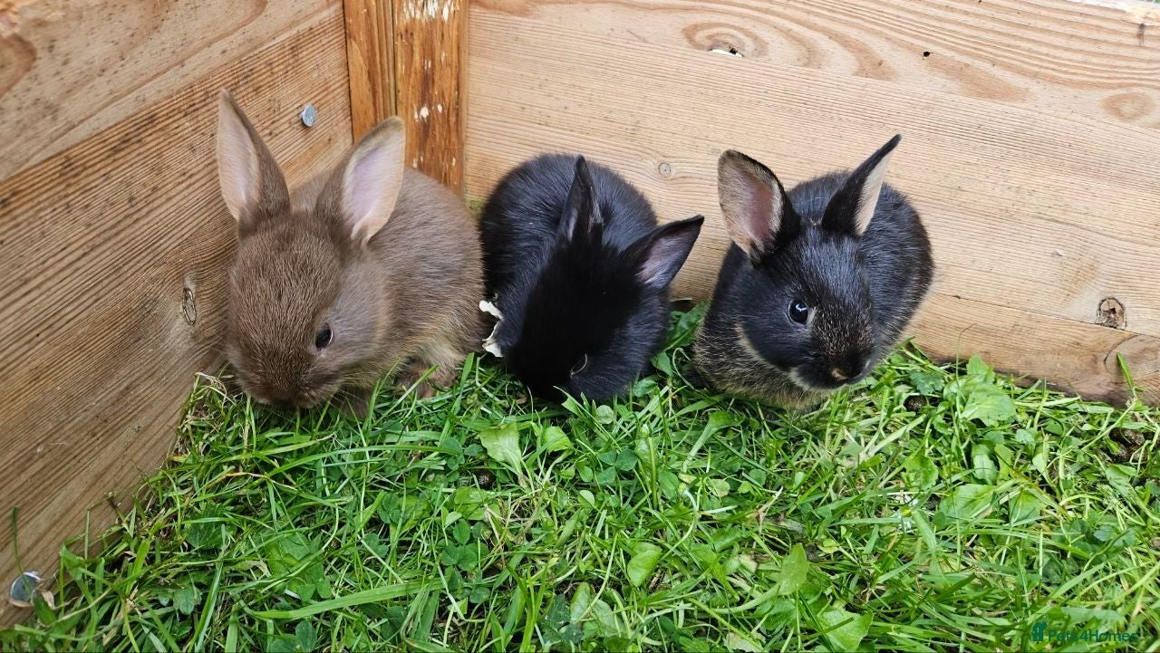 Mixed Breed rabbits Adorable Bunnies for Sale! - Advert 1