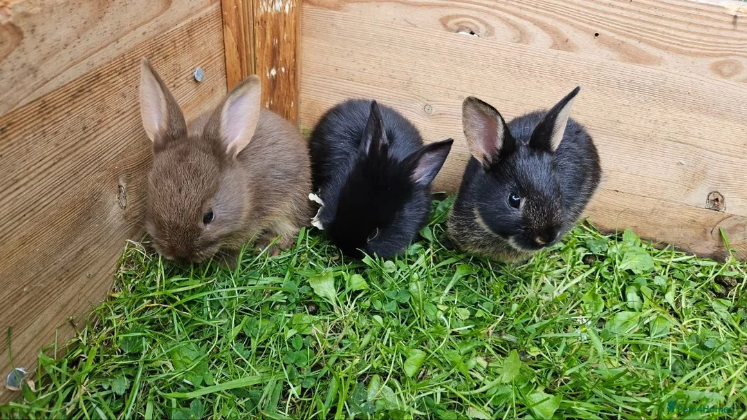 Mixed Breed rabbits for sale: Adorable Bunnies for Sale! - Advert 2