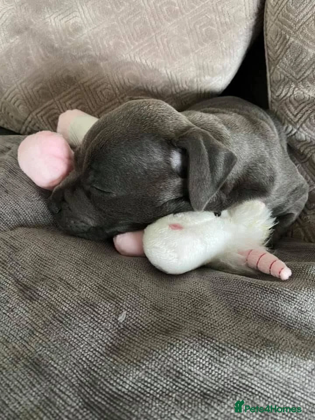 Staffordshire Bull Terrier dogs for sale: KC Registered Blue Staffy Puppy in London - Advert 2