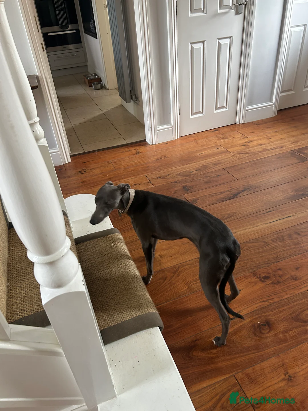 Whippet dogs for sale: Bonnie; a beautiful blue whippet bitch - Advert 7