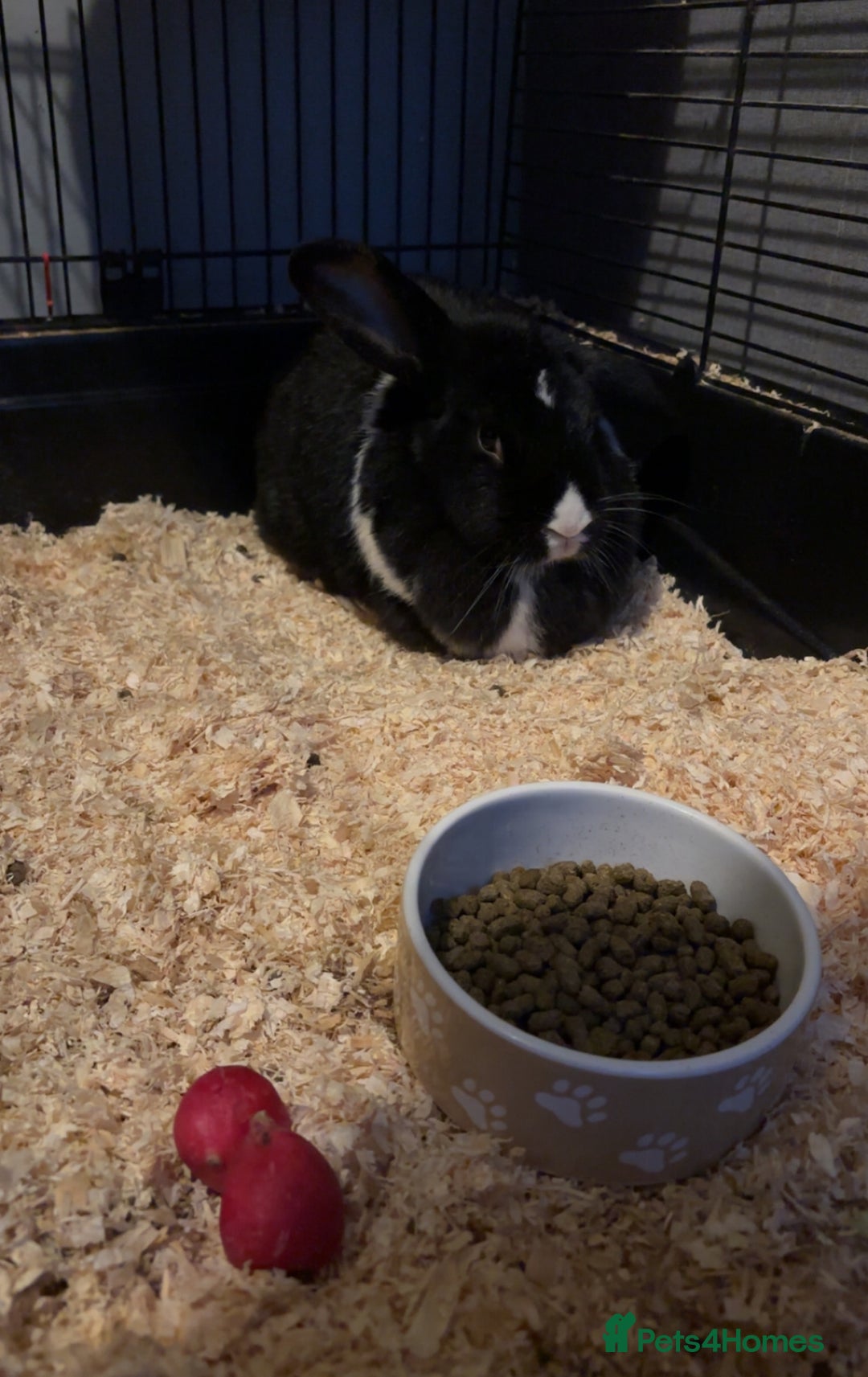 English rabbits for sale: Female Rabbit for Sale - Advert 3