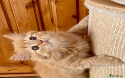 British Longhair cats for sale: Champion line kittens with excellent pedigrees - Image 7