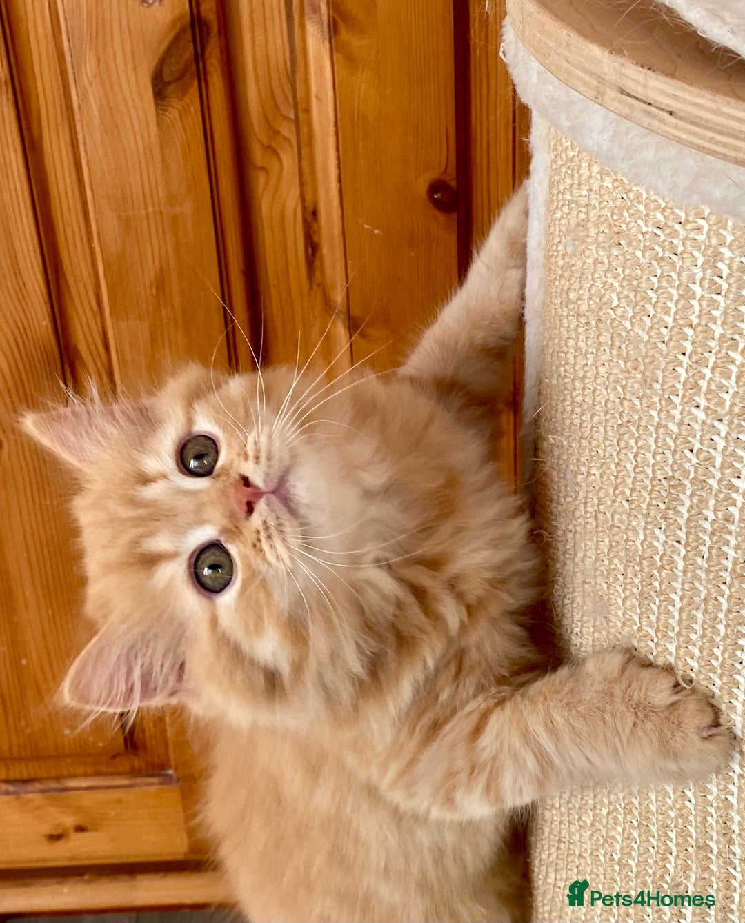 British Longhair cats for sale: Champion line kittens with excellent pedigrees - Image 7