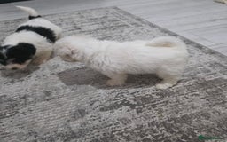 Cavachon dogs for sale: Cavachon puppies  - Image 6