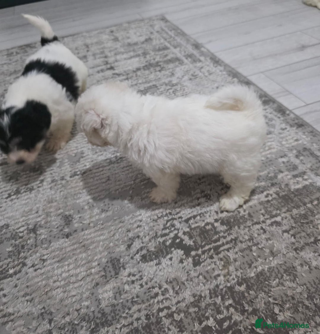 Cavachon dogs for sale: Cavachon puppies  - Image 6