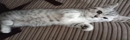 Mixed Breed cats for sale: British shorter/scotish  in Romford - Advert 2