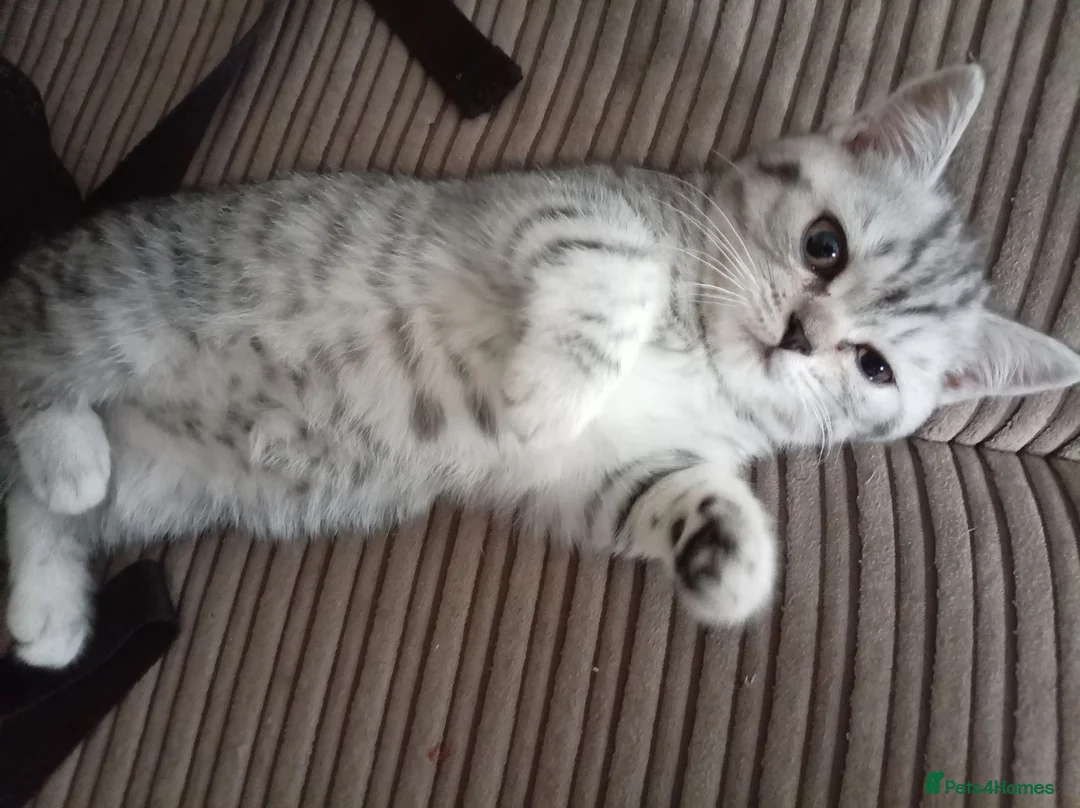 Mixed Breed cats for sale: British shorter/scotish  in Romford - Advert 2