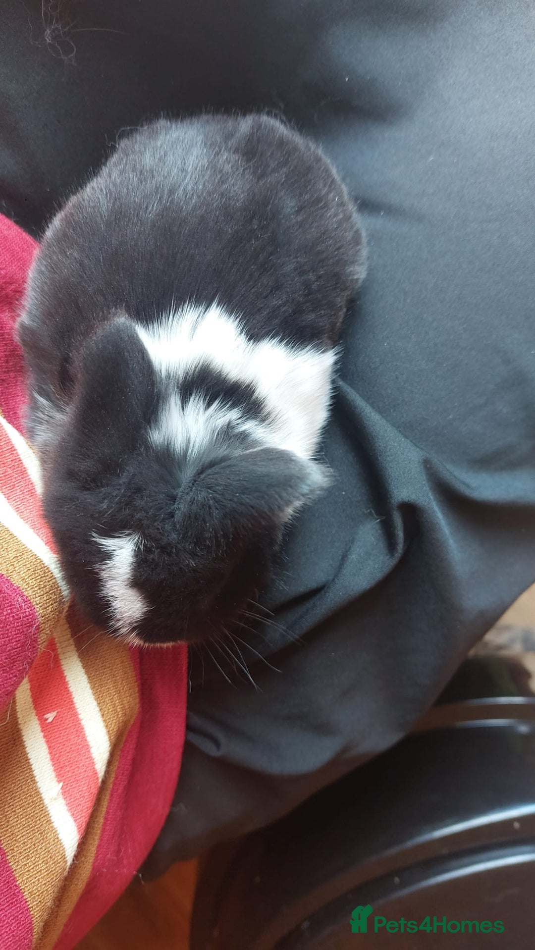 Mini Lop rabbits for sale: Gorgeous 💙purebred mini lop bunnies💙  - Image 10