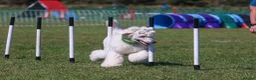 Standard Poodle dogs for stud: Quality White Standard Poodle for Stud - Advert 6