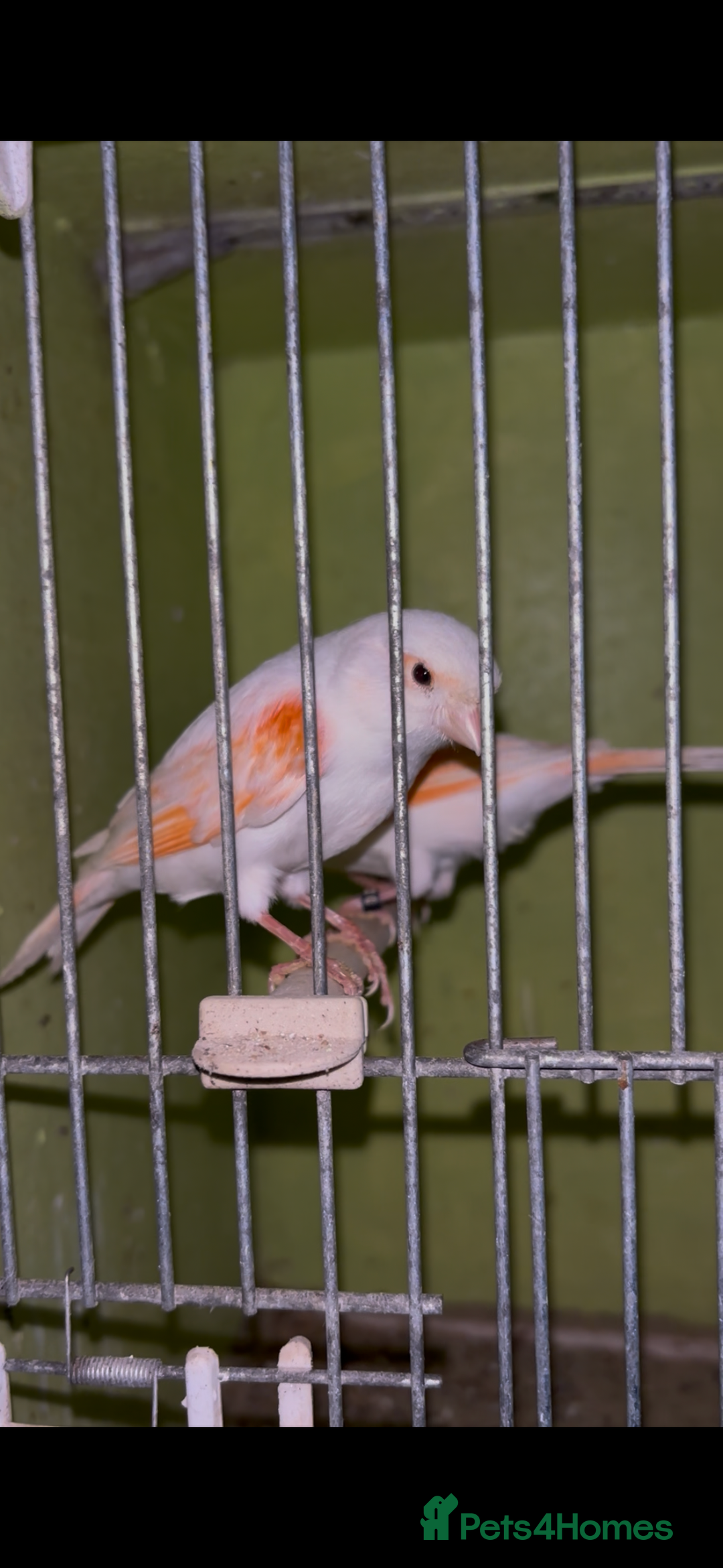 Canaries birds for sale: X11 Irish x4 red mosaic all 2025 and closed rung - Advert 13