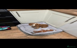 Cocker Spaniel dogs for sale: 15 week old Cocker spaniel girl  - Image 4