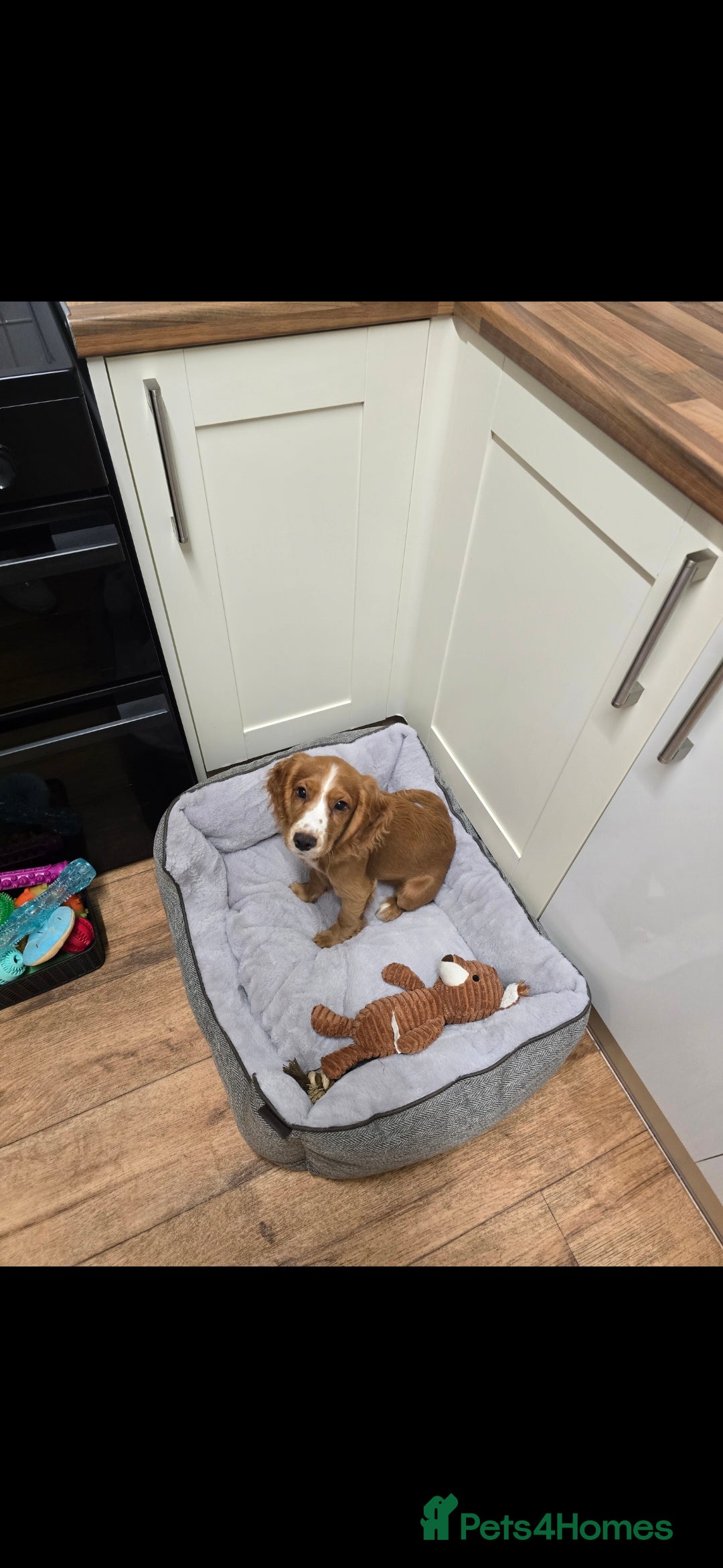 Cocker Spaniel dogs for sale: 15 week old Cocker spaniel girl  - Image 4