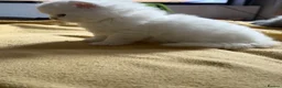 British Longhair cats for sale:  British Shorthair & British Longhair GCCF - Advert 17