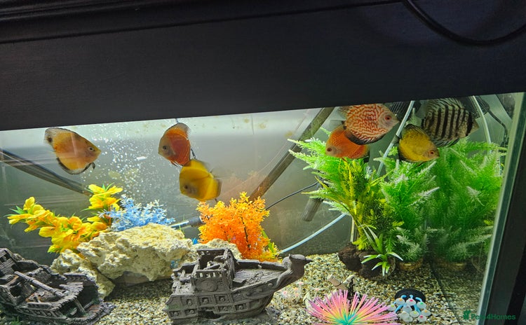 Discus fish for sale - Advert 2