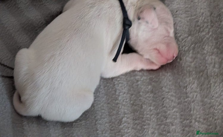 Dalmatian dogs - Advert 1