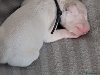 Dalmatian dogs - Advert 1