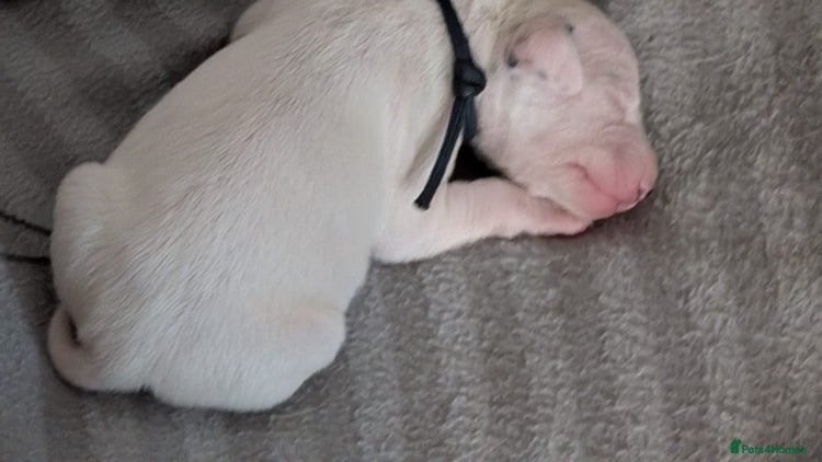 Dalmatian dogs - Advert 1