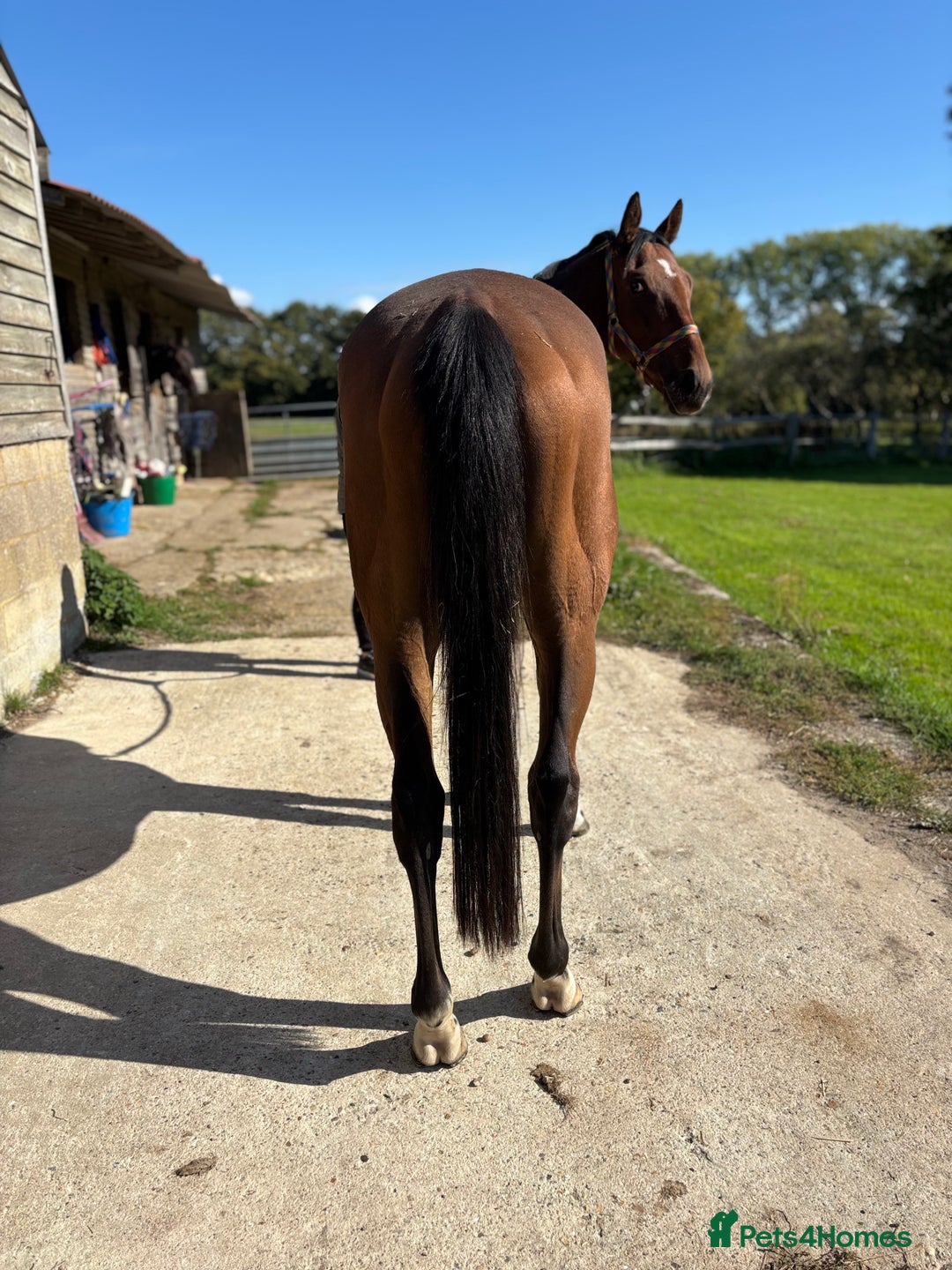 Irish Thoroughbred horses for sale: Companion / project for the further  - Image 5