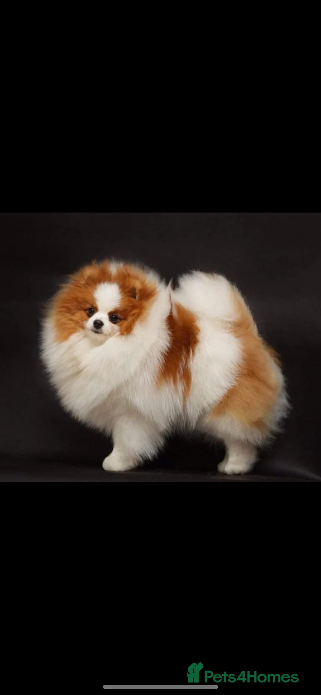 Pomeranian dogs for stud: Party Pom from famous chi tien lines  in Maesteg - Advert 4