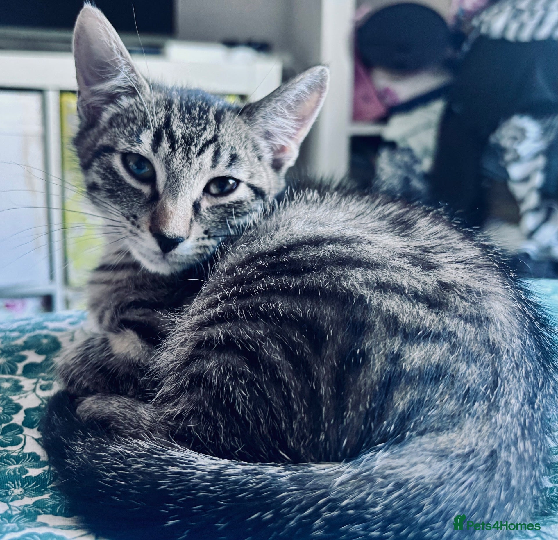 British Shorthair cats for adoption: Beautiful boy - Advert 1