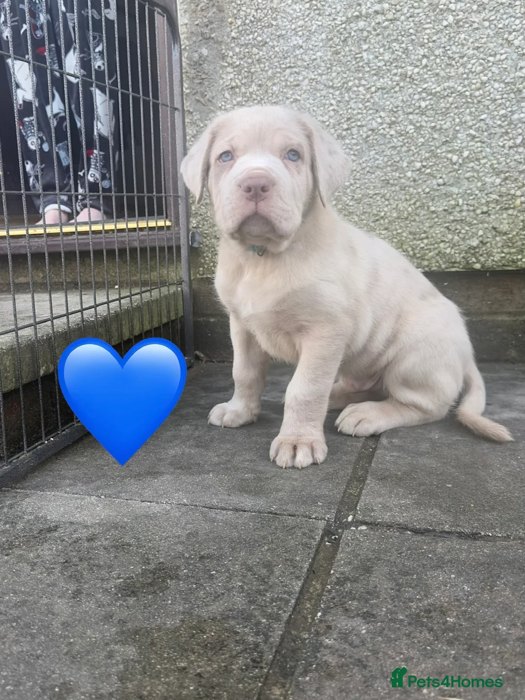 Mixed Breed dogs for sale: Presa X Neo puppies R2G! last available female  - Advert 9