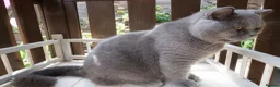British Shorthair cats for sale: Blue British shorthair male - Advert 3