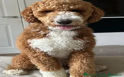 Labradoodle dogs for sale: Fully Vaccinated, Lab x Australian Labradoodles  - Image 16