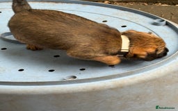 Border Terrier dogs for sale: Border Terrier Puppies - Image 5
