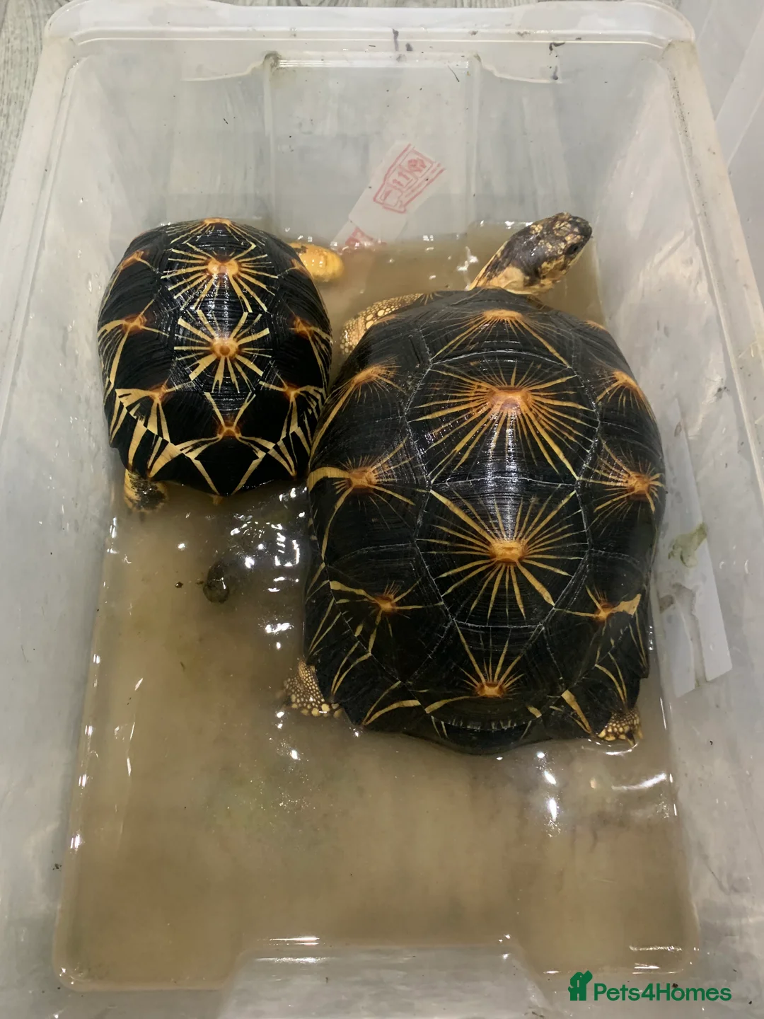 Tortoise reptiles for sale: Pair of Radiateds Tortoises - Advert 6