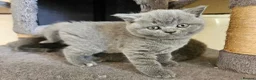 British Shorthair cats for sale: Champion lines British Shorthair kittens  - Advert 4
