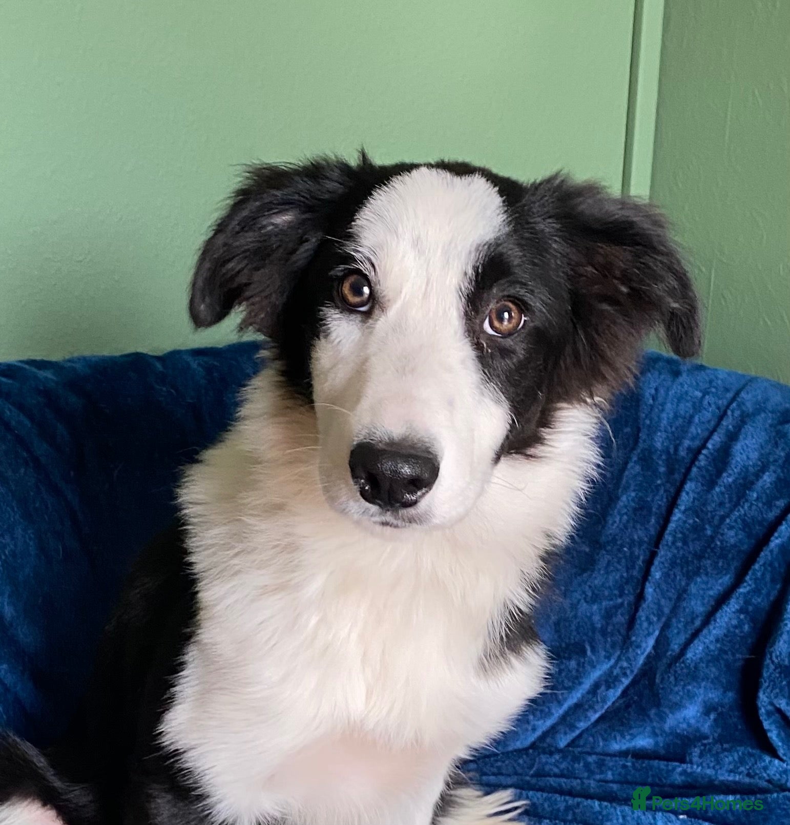Border Collie dogs Classic Long Coated B&W Border Collie Boy Pup - Advert 2