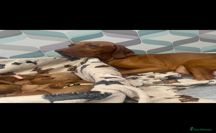 Hungarian Vizsla dogs - Advert 2