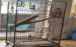 Conures birds for sale: Beautiful Blue Conure Parrot for Sale – 1 Year Old - Image 8