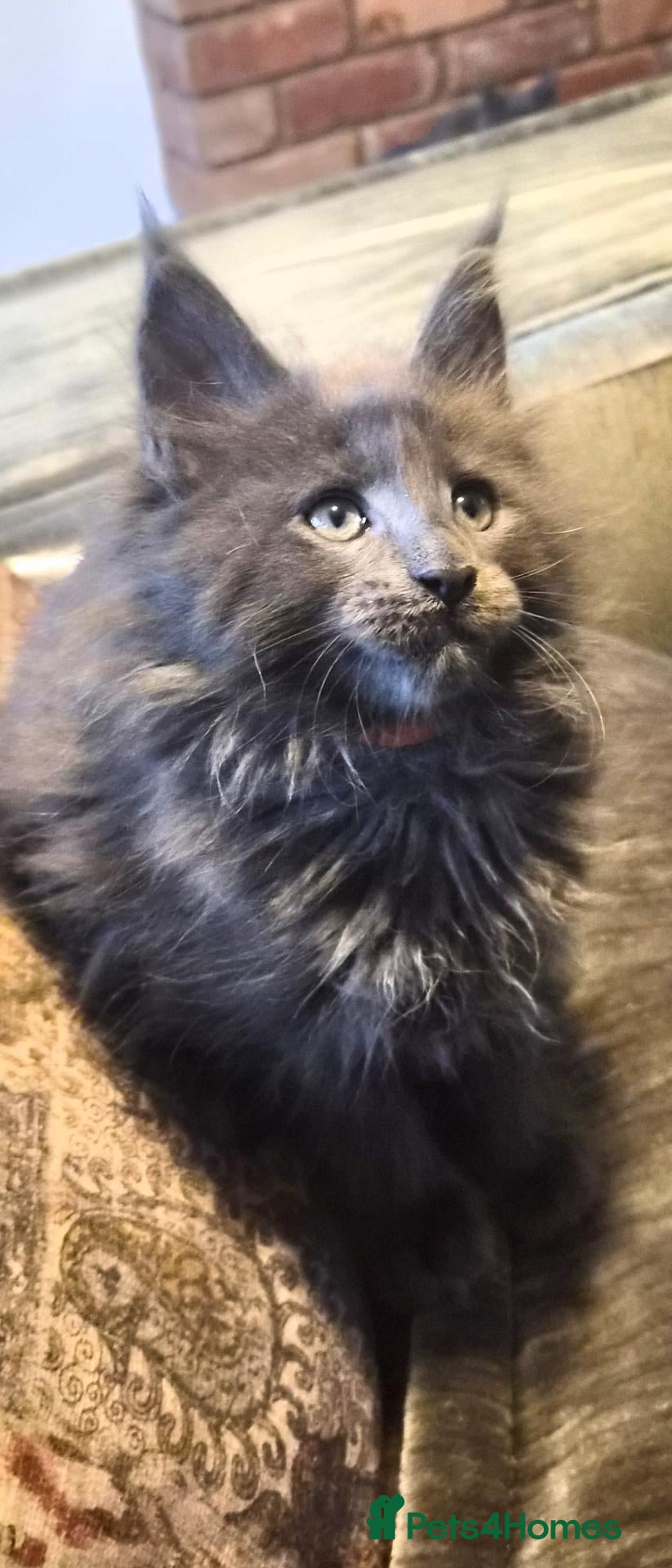 Maine Coon cats Maine coon pedigree kittens  - Advert 6