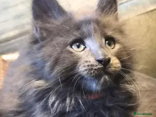 Maine Coon cats Maine coon pedigree kittens - Advert 6