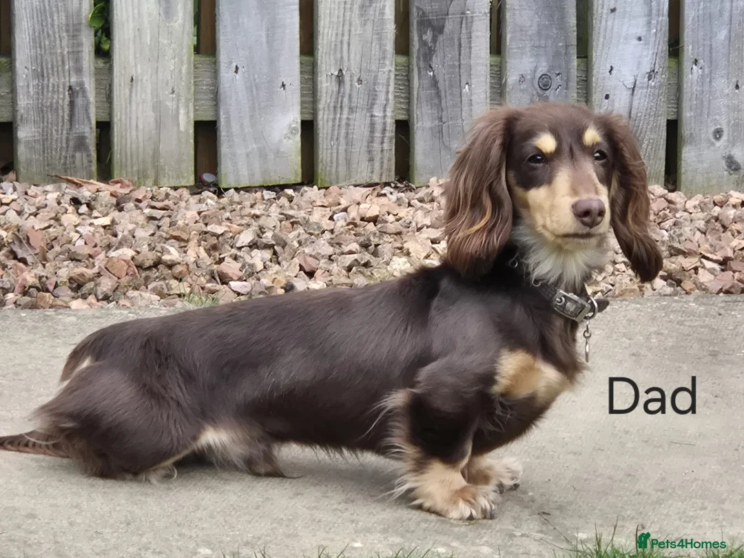 Dachshund dogs for sale: Beautiful mini long haired dachshund pups in Dundee - Advert 32