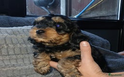 Cockapoo dogs for sale: Beautiful Cockapoo Puppies - Image 4