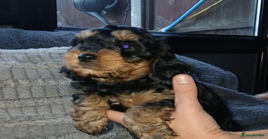 Cockapoo dogs - Advert 12