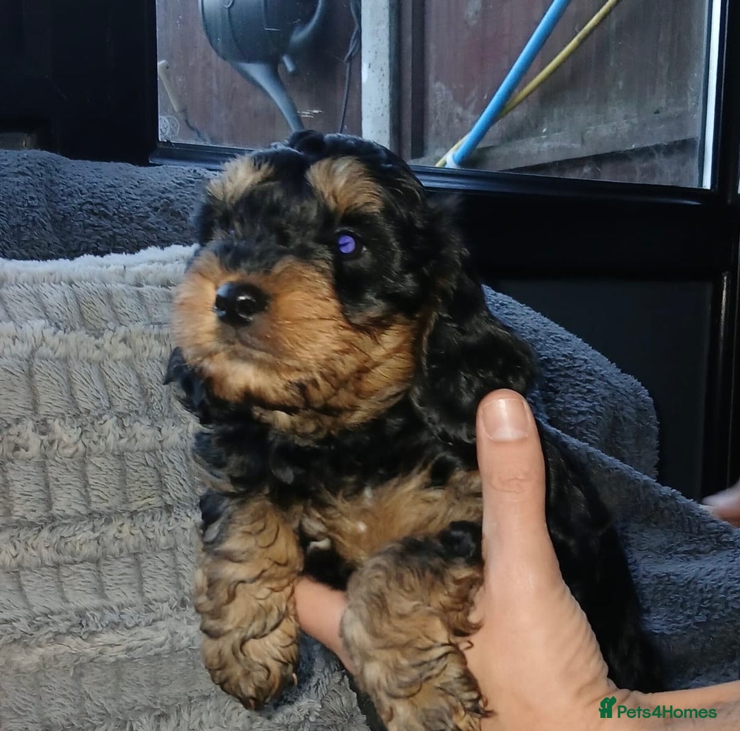 Cockapoo dogs for sale: Beautiful Cockapoo Puppies - Image 4
