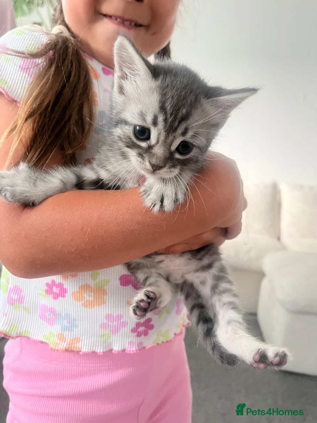 Mixed Breed cats for sale: Cute grey mix breed baby kittens  in Brentwood - Advert 5