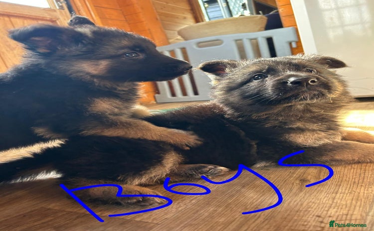 German Shepherd dogs - Advert 2