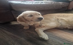 Golden Retriever dogs for sale: 🦮 two beautiful boys available  ❤️❤️ in Aberystwyth - Image 35