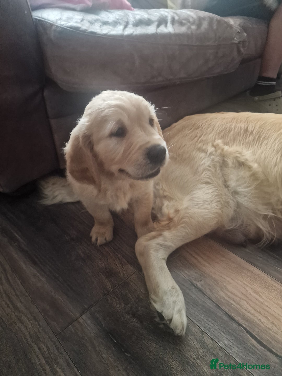 Golden Retriever dogs for sale: 🦮 two beautiful boys available  ❤️❤️ in Aberystwyth - Image 35