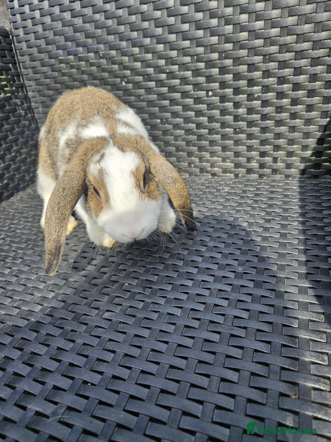 Mixed Breed rabbits for sale: Baby rabbits  - Image 7