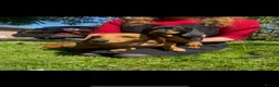 Dachshund dogs for sale: Female dachshund puppy  - Advert 8