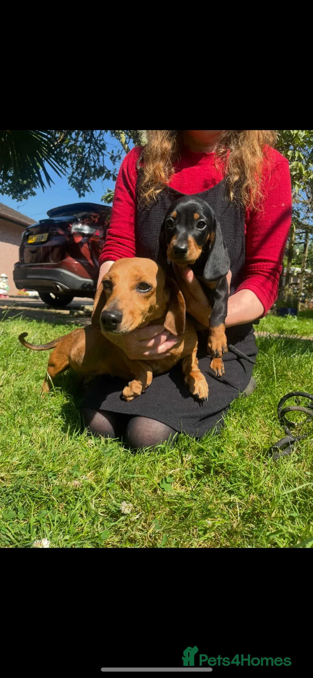 Dachshund dogs for sale: Female dachshund puppy  - Advert 8