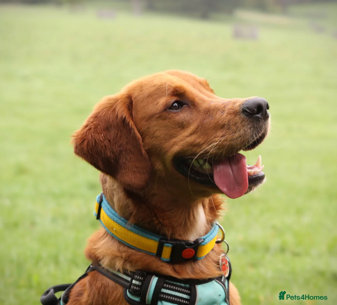 Golden Retriever dogs for stud: Gorgeous Gus for Stud  in Faringdon - Advert 3