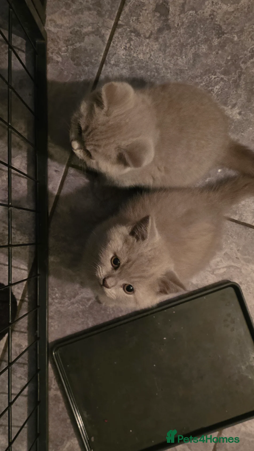 British Shorthair cats for sale: 6 british short hair ready to go  - Advert 6