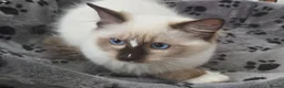 Ragdoll cats for sale: RAGDOLLS SEAL POINT BICOLOUR GIRLS BLUE EYES  - Advert 17